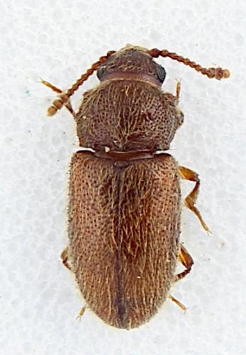 Cryptophagus sp.
